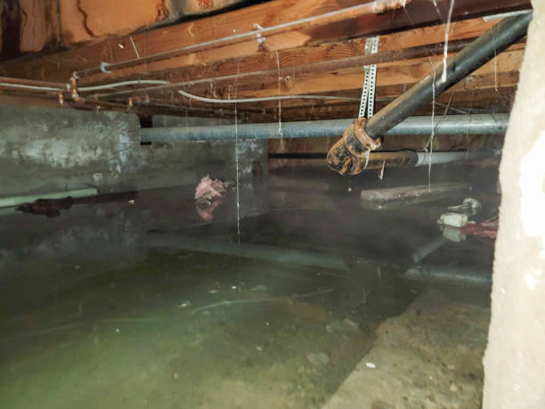 Best Basement water damage restoration  in Harker Heights, TX